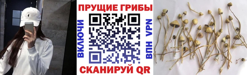 Купить закладки  Лахденпохья  Галлюциногенные грибы прущие грибы 
